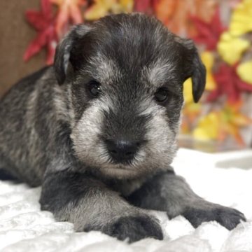 ミニチュアシュナウザー【埼玉県・男の子・2025年10月30日・ソルト&ペッパー】の写真「可愛い男の子」