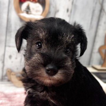 ミニチュアシュナウザー【埼玉県・女の子・2025年10月30日・ソルト&ペッパー】の写真「可愛い女の子」