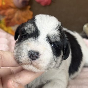 ミックス(マルチーズ×ミニチュアシュナウザー)【埼玉県・女の子・2025年10月30日・パーティ】の写真「可愛い女の子」