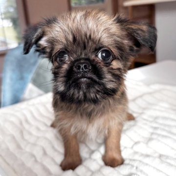 ブリュッセルグリフォン【埼玉県・男の子・2025年9月10日・レッド】の写真「愛嬌たっぷり
11/5までの募集です」