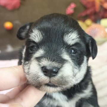 ミックス(マルチーズ×ミニチュアシュナウザー)【埼玉県・女の子・2025年10月30日・ブラック&シルバー】の写真「可愛い女の子」