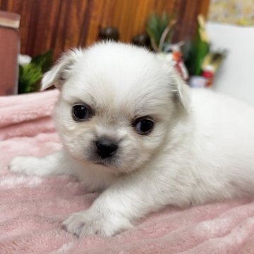 ミックス(チワワ×ペキニーズ)【埼玉県・女の子・2024年12月12日・クリーム&ホワイト】の写真「激かわチワペキ女の子」