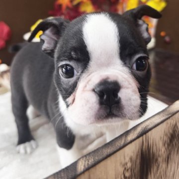 ボストンテリア【埼玉県・男の子・2025年9月17日・ボストンカラー】の写真「綺麗な柄の男の子」