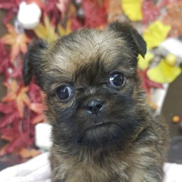 ブリュッセルグリフォン【埼玉県・女の子・2025年10月15日・レッド】の写真「愛嬌たっぷり
かわいい女の子」