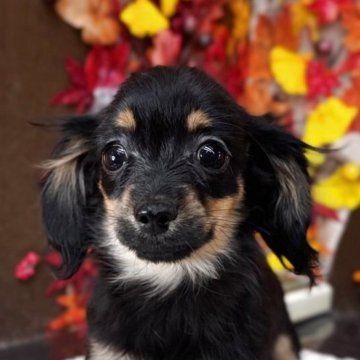 チワックス(チワワ×ダックスフンド)【埼玉県・男の子・2025年8月9日・ブラック&タン】の写真「お目々キラキラ男の子」