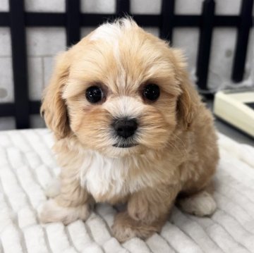 マルプー(マルチーズ×トイプードル)【埼玉県・男の子・2025年9月7日・アプリコット】の写真「お顔の形がマルチーズ寄り
11/5までの募集です」