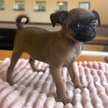 プチブラバンソン【埼玉県・女の子・2025年8月24日・レッド】の写真「愛嬌たっぷり
10/22までの募集です」