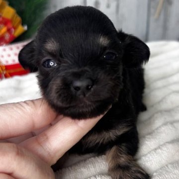 チワックス(チワワ×ダックスフンド)【埼玉県・男の子・2025年12月13日・ブラック&タン】の写真「可愛い男の子」