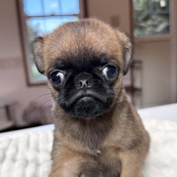 プチブラバンソン【埼玉県・男の子・2025年9月10日・レッド】の写真「愛嬌たっぷり
11/5までの募集です」