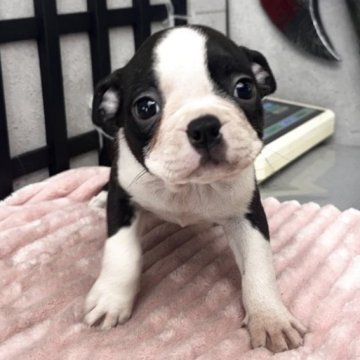 ボストンテリア【埼玉県・女の子・2025年9月17日・ブリンドル&ホワイト】の写真「愛嬌たっぷり女の子」