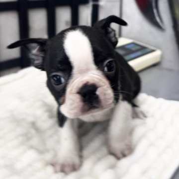 ボストンテリア【埼玉県・男の子・2025年9月17日・ボストンカラー】の写真「綺麗な柄の男の子」