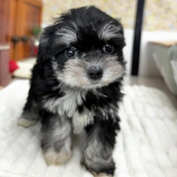 ミックス(マルチーズ×ミニチュアシュナウザー)【埼玉県・男の子・2024年12月1日・ブラック&シルバー】の写真「輪郭はマルチーズ寄りでシュナカラー
激かわ！」