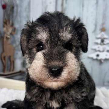 ミニチュアシュナウザー【埼玉県・男の子・2025年10月30日・ソルト&ペッパー】の写真「可愛い男の子」