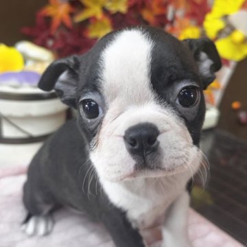 ボストンテリア【埼玉県・女の子・2025年9月17日・ブリンドル&ホワイト】の写真「愛嬌たっぷり女の子
11/12までの募集です」