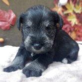 ミニチュアシュナウザー