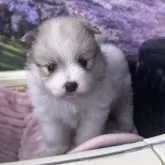 ポメラニアン