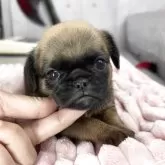プチブラバンソン