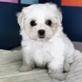 マルチーズ