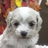 マルプー(マルチーズ×トイプードル)【埼玉県・女の子・2025年10月24日・クリーム】の写真1