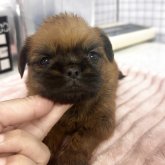 ブリュッセルグリフォン