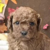 トイプードル(トイ)