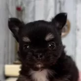 チワワ(ロング)