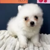 ポメラニアン