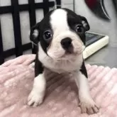 ボストンテリア