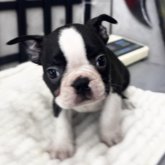 ボストンテリア