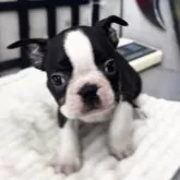 ボストンテリア