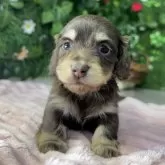 カニンヘンダックスフンド(ロング)【埼玉県・女の子・2025年2月4日・チョコレート&イエロー】の写真1