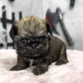 ブリュッセルグリフォン