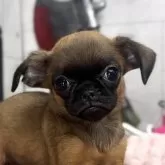プチブラバンソン