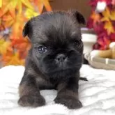 ブリュッセルグリフォン