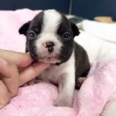 ボストンテリア