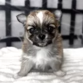 チワワ(ロング)
