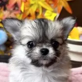 チワワ(ロング)【埼玉県・女の子・2025年9月28日・レッド】の写真1