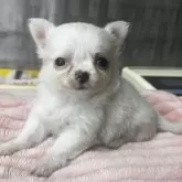 チワワ(ロング)