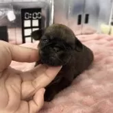 ブリュッセルグリフォン【埼玉県・女の子・2025年9月10日・レッド】の写真8