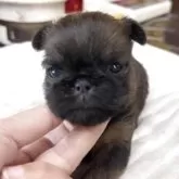 ブリュッセルグリフォン【埼玉県・男の子・2025年10月15日・レッド】の写真2