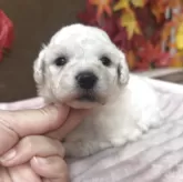 ビションフリーゼ【埼玉県・女の子・2025年11月7日・ホワイト】の写真2