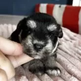 ミックス(マルチーズ×ミニチュアシュナウザー)【埼玉県・女の子・2025年7月22日・ブラック&シルバー】の写真7