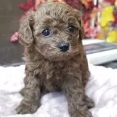 トイプードル(トイ)【埼玉県・女の子・2025年10月17日・レッド】の写真3