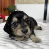 ミニチュアダックスフンド(ロング)【埼玉県・男の子・2024年12月15日・ブラック&イエロー】の写真3