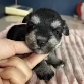 ミックス(マルチーズ×ミニチュアシュナウザー)【埼玉県・女の子・2025年7月22日・ブラック&シルバー】の写真8