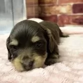 カニンヘンダックスフンド(ロング)【埼玉県・女の子・2025年2月4日・チョコレート&イエロー】の写真8