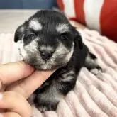 ミックス(マルチーズ×ミニチュアシュナウザー)【埼玉県・女の子・2025年7月22日・ブラック&シルバー】の写真9