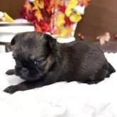 ブリュッセルグリフォン【埼玉県・男の子・2025年10月15日・レッド】の写真5