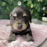 カニンヘンダックスフンド(ロング)【埼玉県・女の子・2025年2月4日・チョコレート&イエロー】の写真3