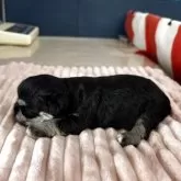 ミックス(マルチーズ×ミニチュアシュナウザー)【埼玉県・女の子・2025年7月22日・ブラック&シルバー】の写真11